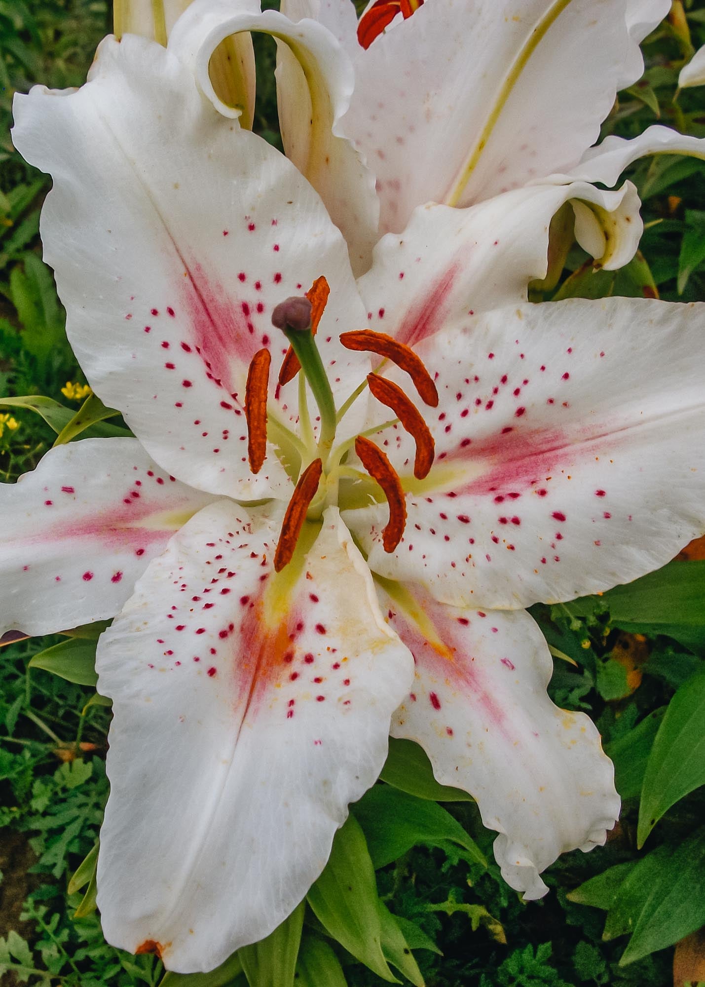 Taylors Bulbs Lilium 'Muscadet', pack of three bulbs