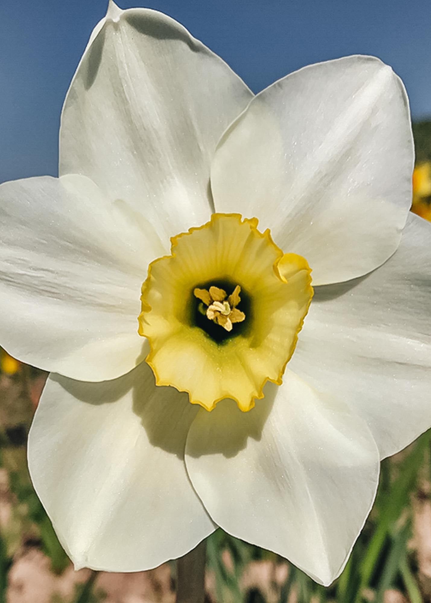 Narcissus Emerald Green Bulbs