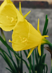 Narcissus Golden Bells Bulbs