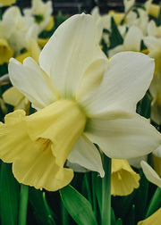 Narcissus Pastorale Bulbs