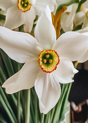 Taylors Bulbs Narcissus Pheasant's Eye Bulbs