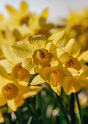 Narcissus Yellow Sailboat Bulbs