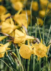 Clematis Narcissus bulbocodium 'Conspicuus', 1L