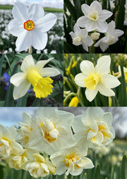 Taylors Bulbs Narcissus for Naturalising Bulb Blend