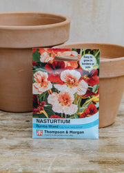 Nasturtium Rumba Mixed Seeds
