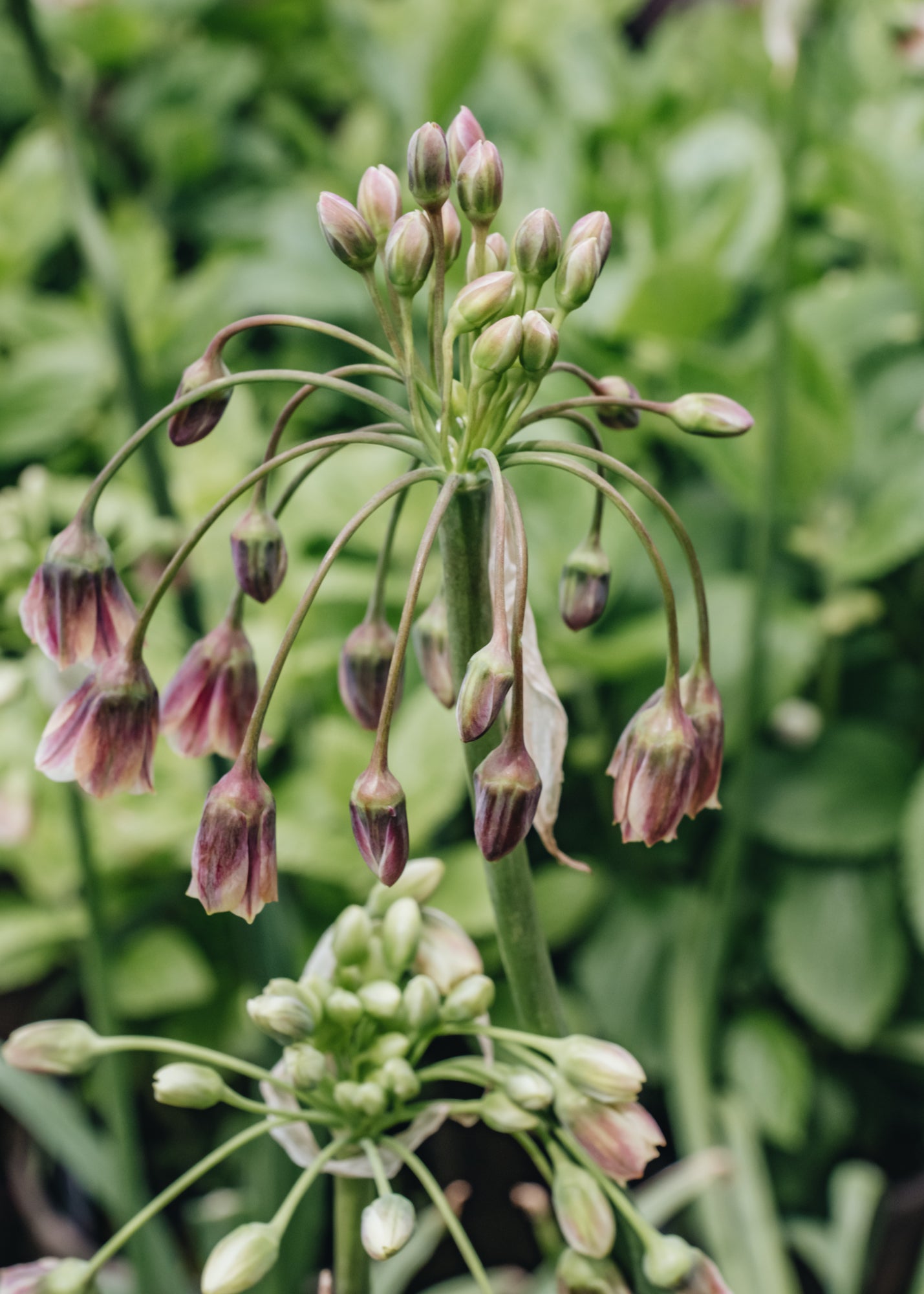 Nectaroscordum siculum