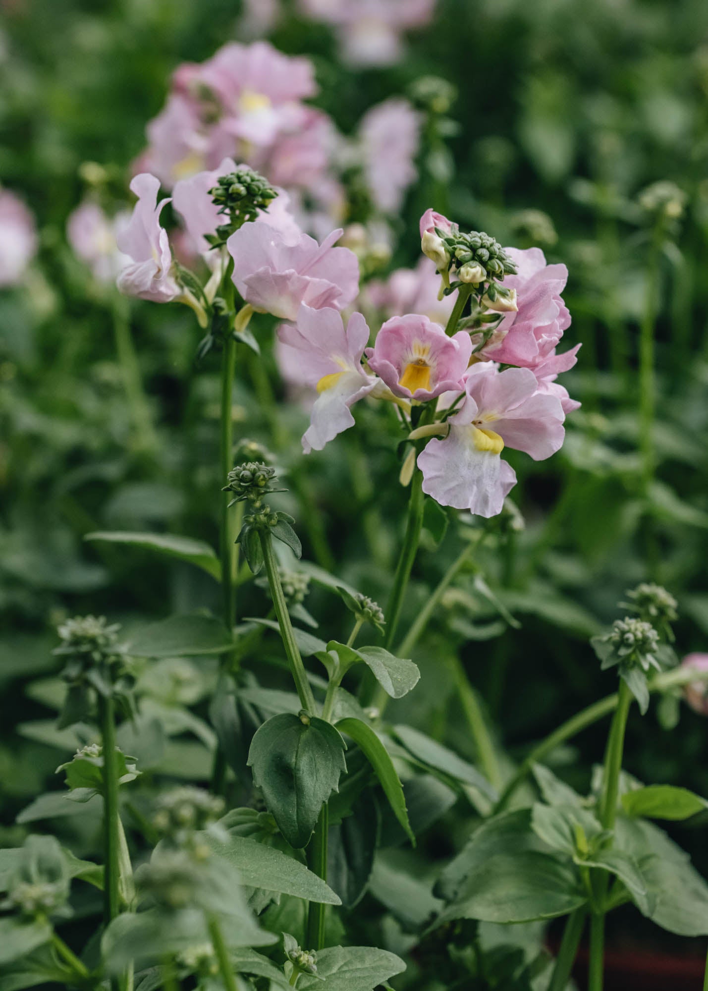 Nemesia Nemesia Peaches 'n' Cream, 2/3L