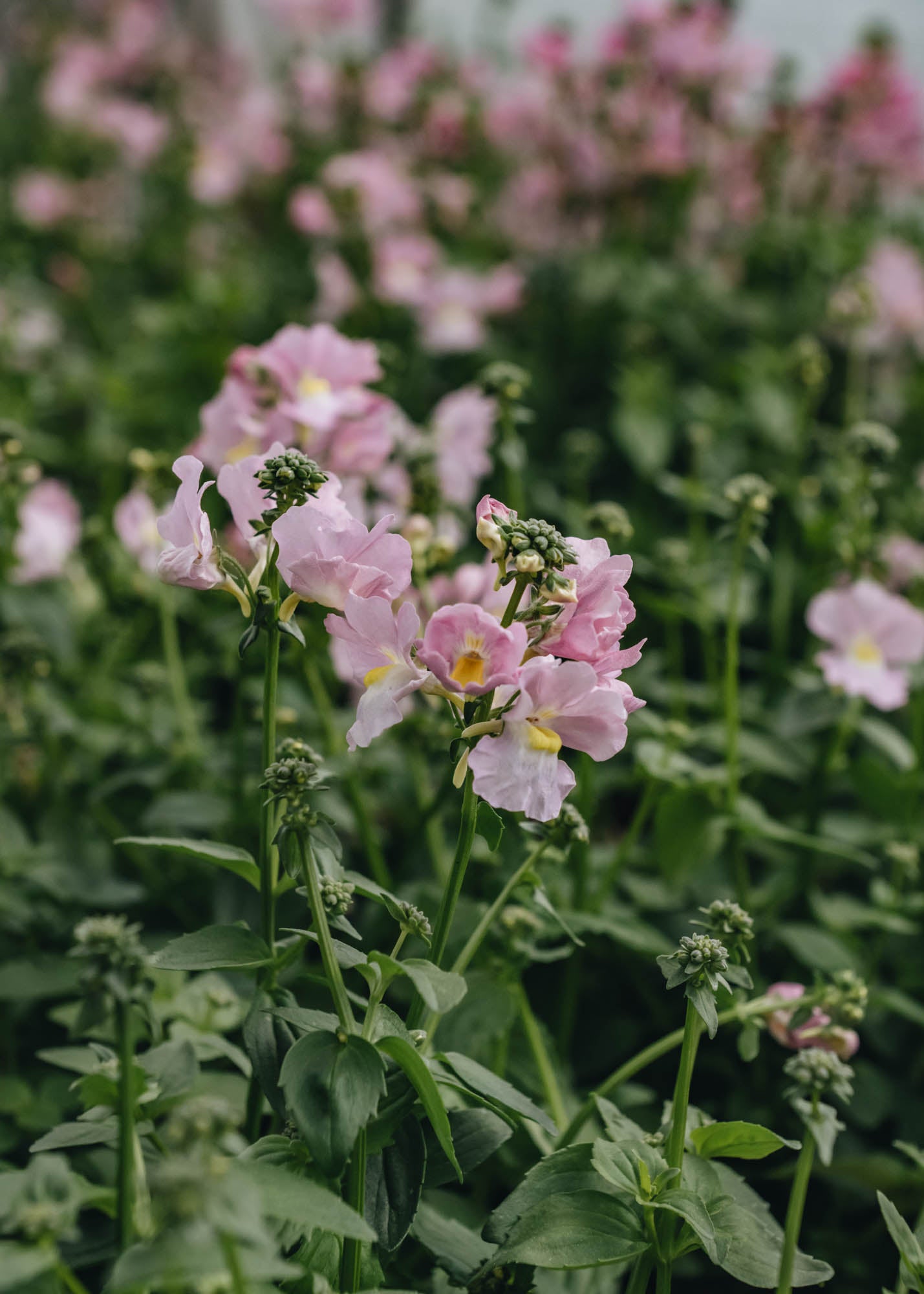 Geum Nemesia Peaches 'n' Cream, 2/3L