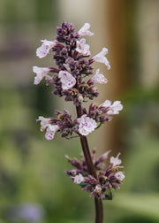 Nepeta Nepeta 'Serene Wild Orchid', 2L