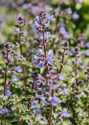 August and Piers Nepeta × faassenii 'Kitten Around', 2L