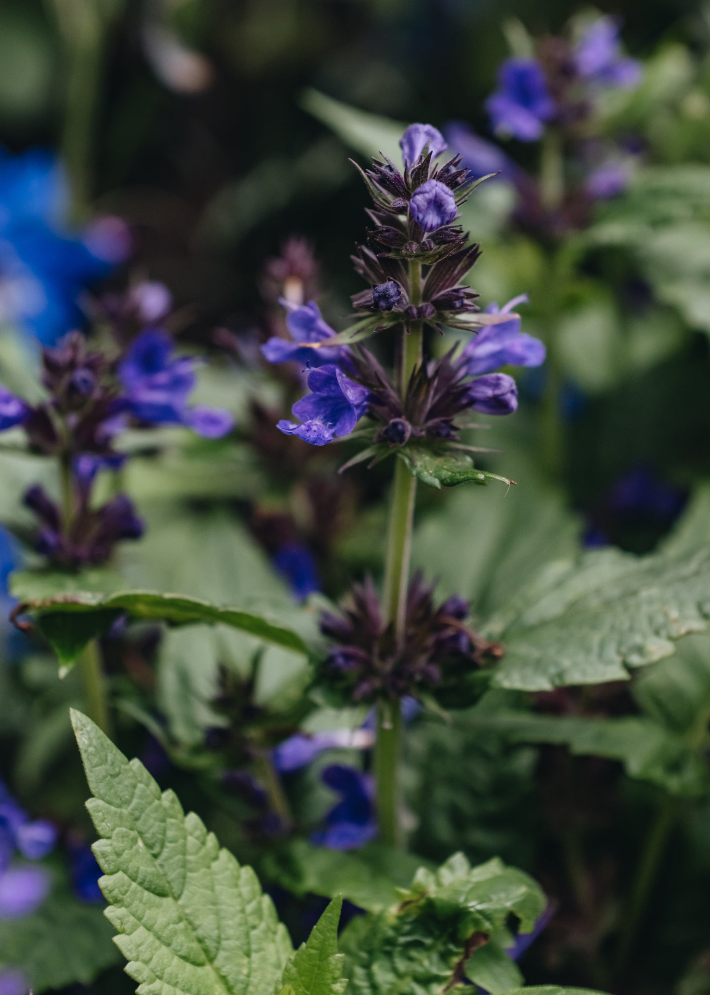 Nepeta Neptune, 5L