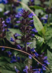 Nepeta Neptune