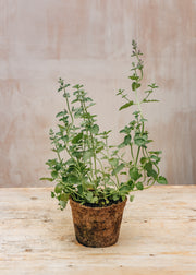 Hairy Pot Nepeta 'Six Hills Giant', 1L