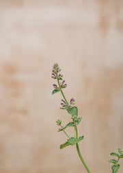 Hairy Pot Nepeta 'Six Hills Giant', 1L