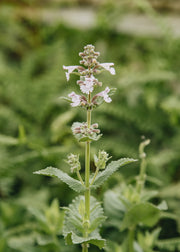Nepeta Nepeta grandiflora ‘Dawn to Dusk’, 2L