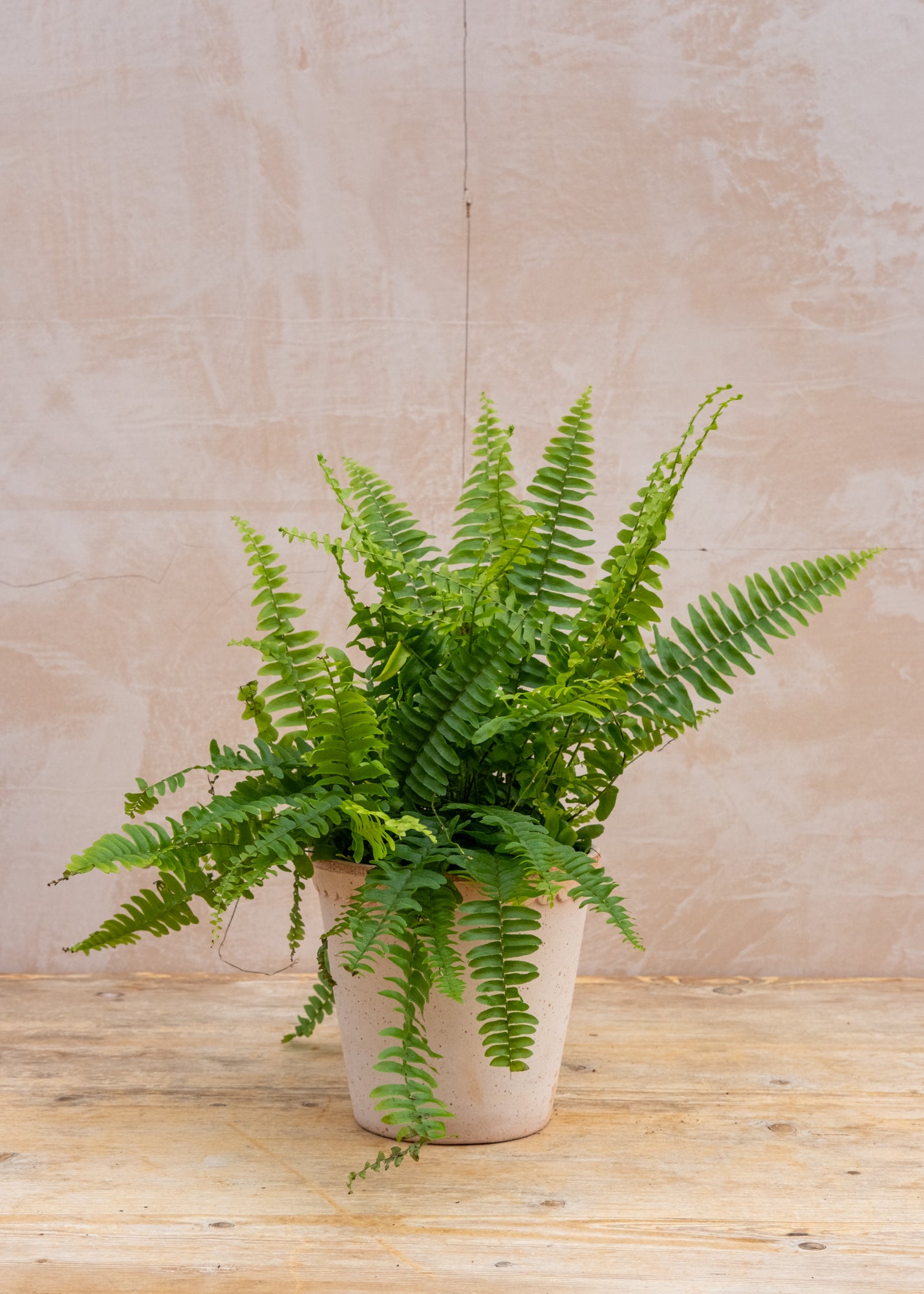 Nephrolepsis Green Lady, 14cm