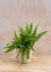 Nephrolepsis Green Lady, 14cm