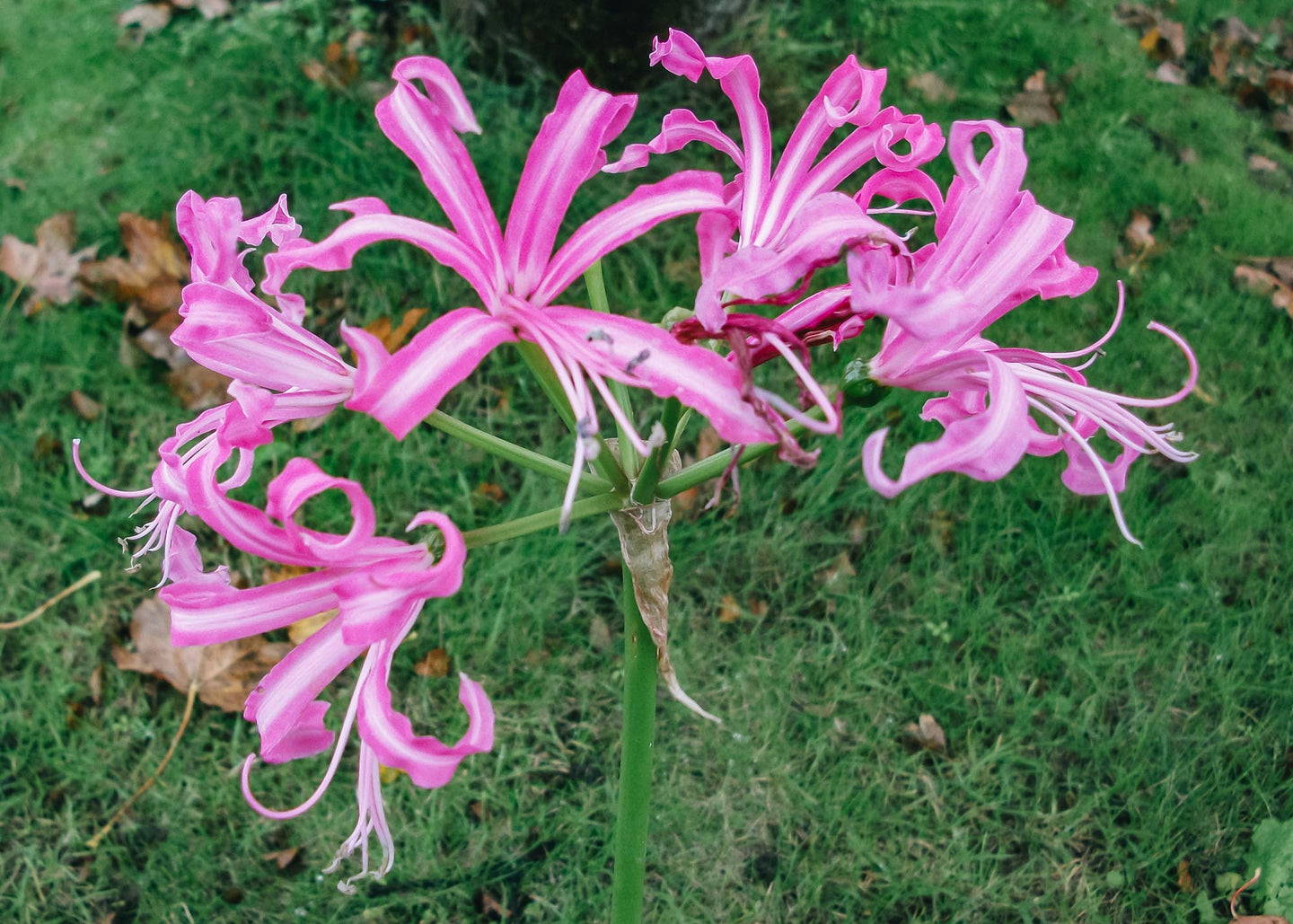 Nerine bowdenii, pack of five bulbs