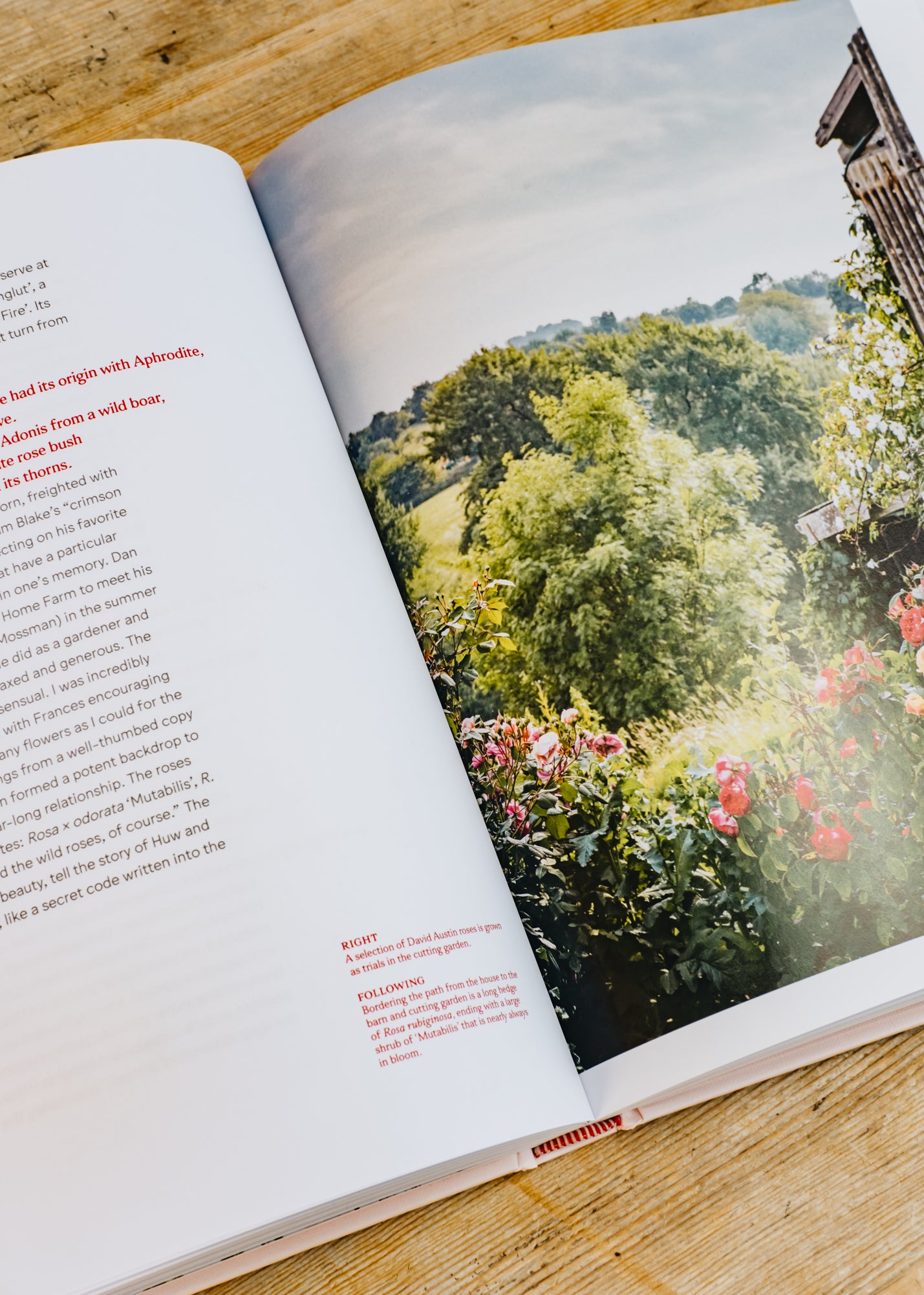 Roses in the Garden – Burford Garden Co.