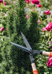 Niwaki Mini Shears