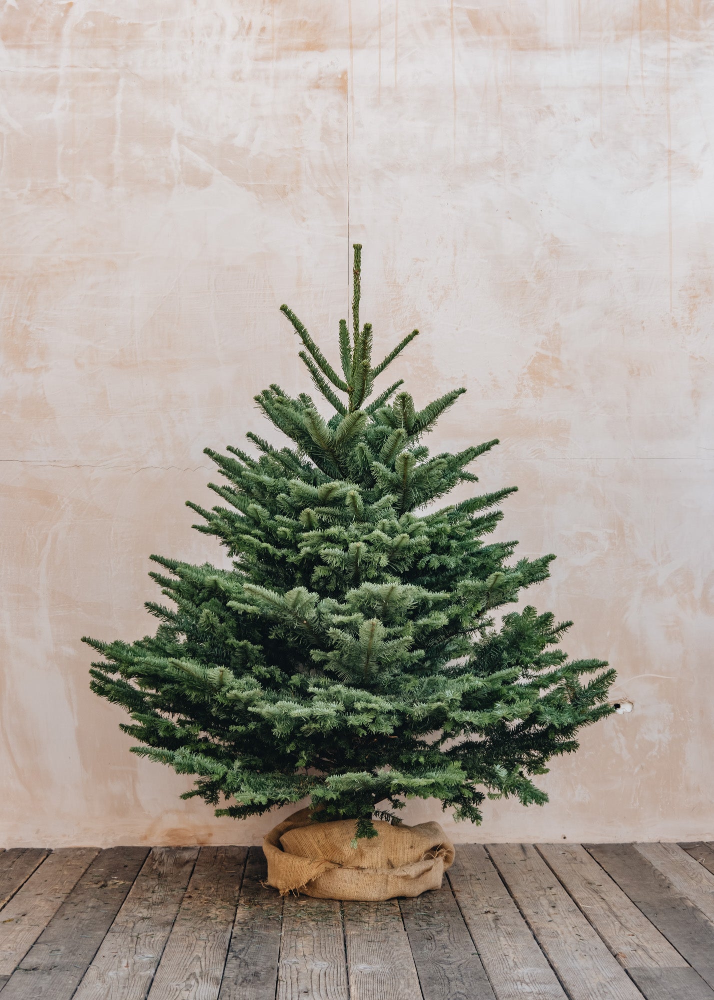 Burford Garden Co. Noble Fir Cut Christmas Trees - 5ft to 8ft