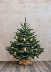 Noble Fir Cut Christmas Trees - 5ft to 8ft
