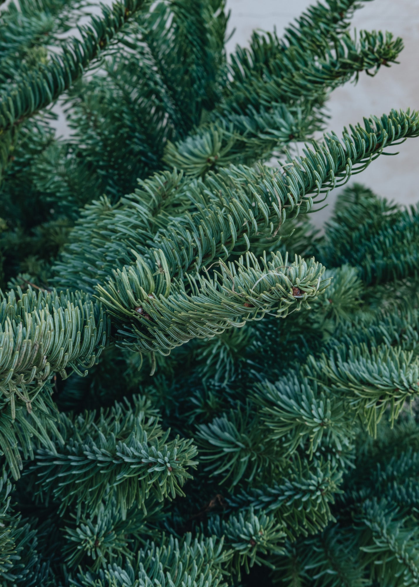 Burford Garden Co. Noble Fir Cut Christmas Trees - 5ft to 8ft