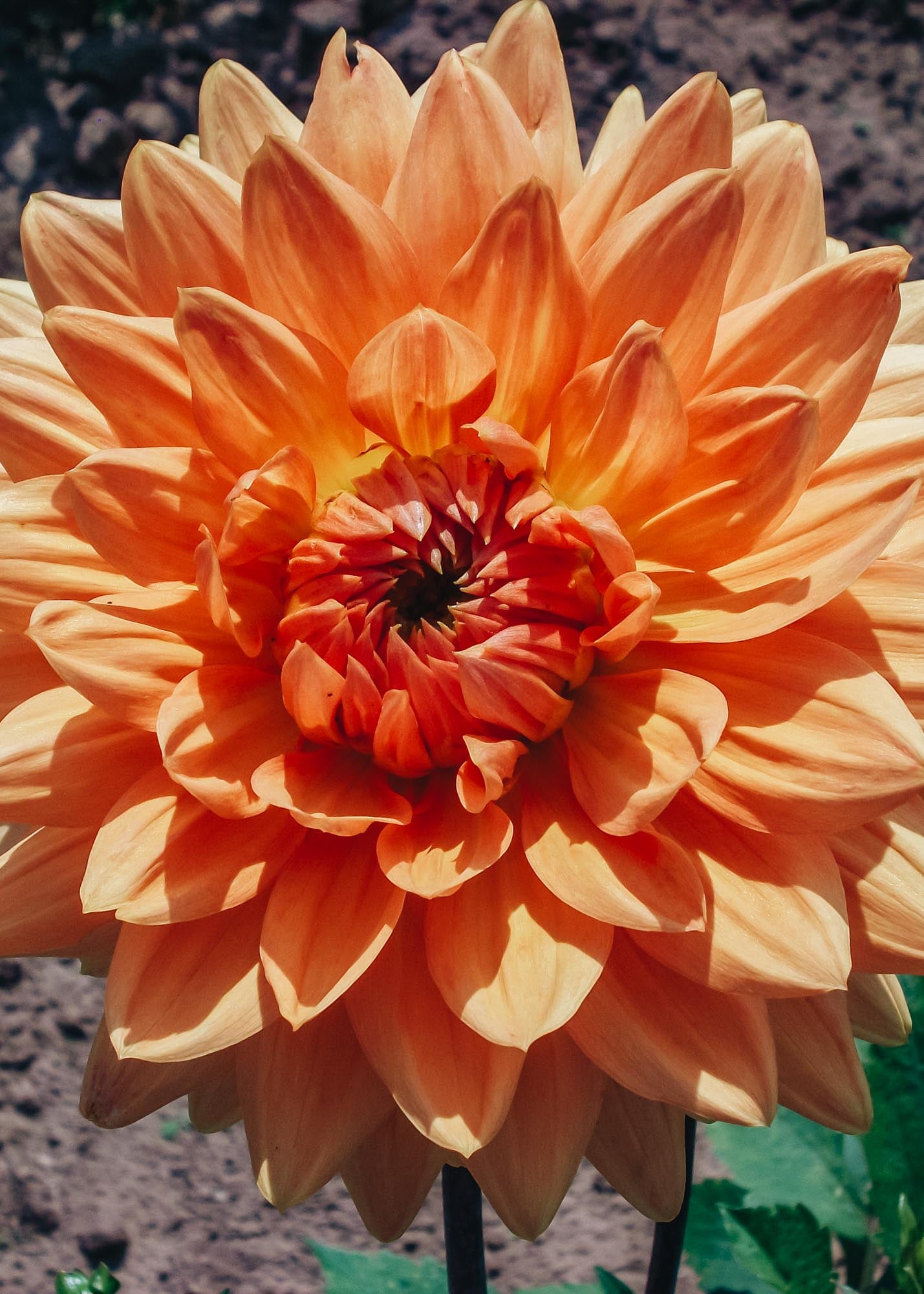 Taylors Bulbs Dahlia 'Noordwijks Glorie' Tubers