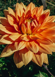 Taylors Bulbs Dahlia 'Noordwijks Glorie' Tubers