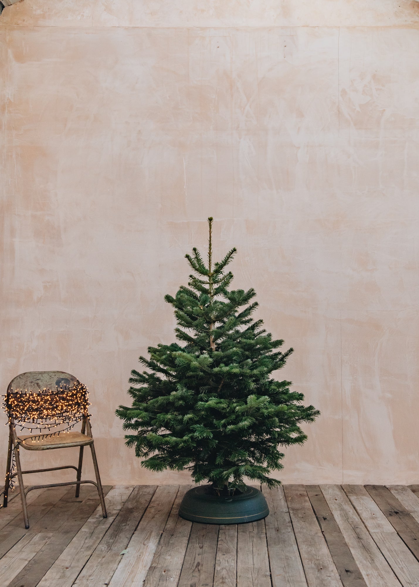 Nordmann Fir Premium Cut Christmas Trees