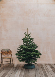 Nordmann Fir Premium Cut Christmas Trees