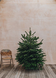 Christmas Trees Nordmann Fir Premium Cut Christmas Trees - 4ft to 9ft