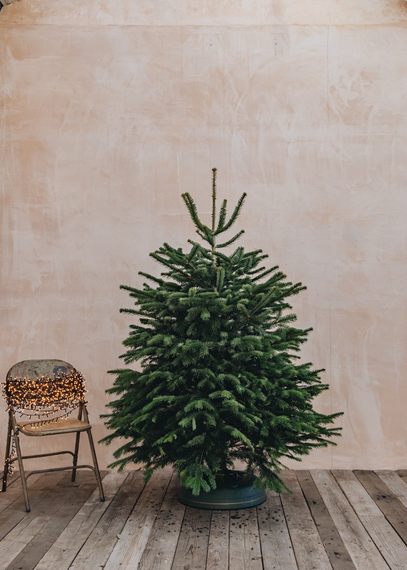 Christmas Trees Nordmann Fir Premium Cut Christmas Trees - 4ft to 9ft