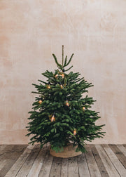 Nordmann Fir Premium Cut Christmas Trees - 4ft to 9ft
