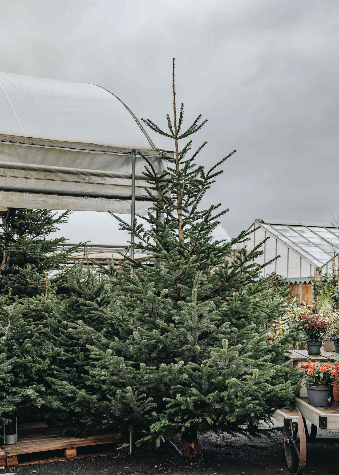 Nordmann Fir Premium Cut Christmas Trees - 10ft plus