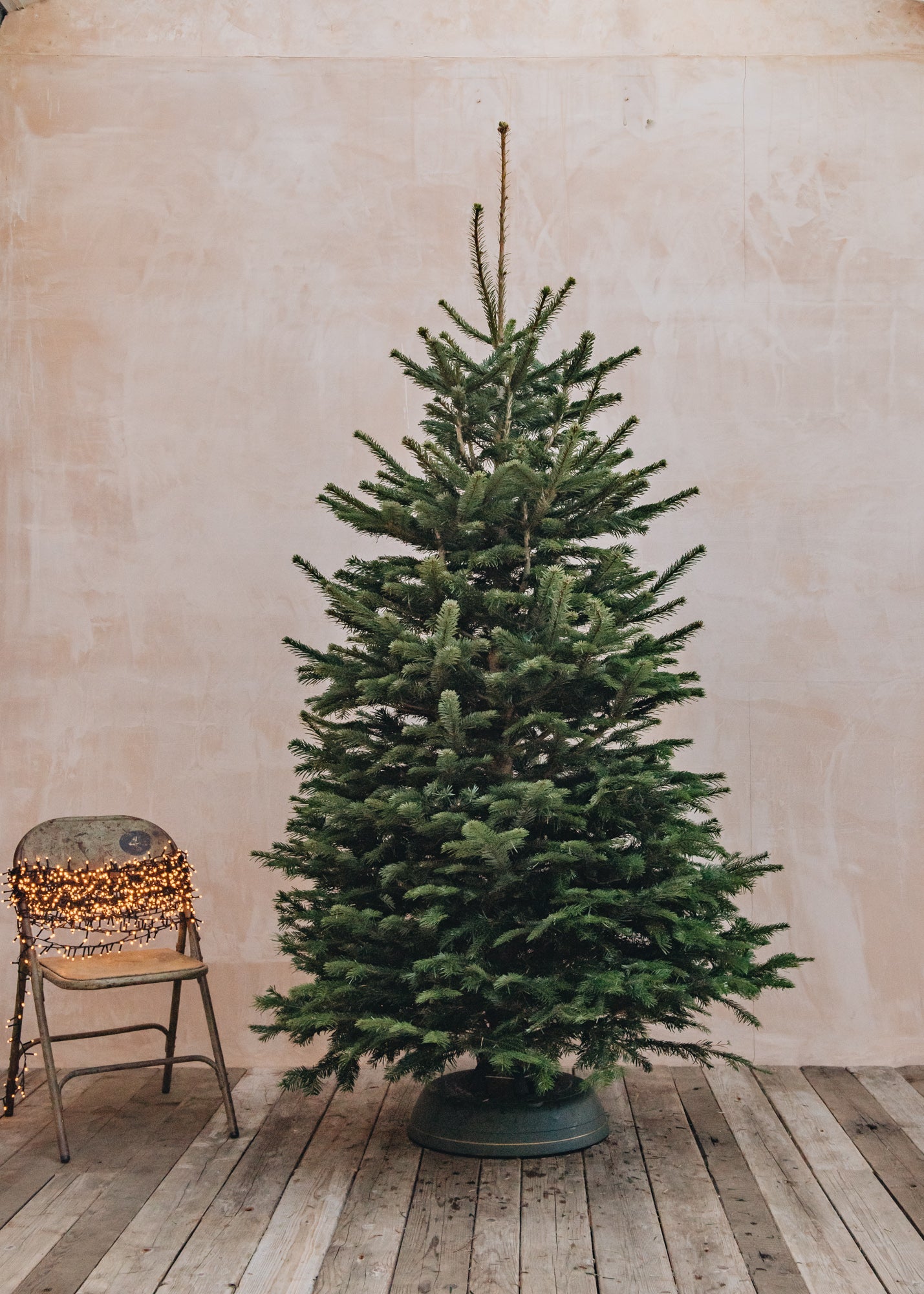 Christmas Trees Nordmann Fir Premium Cut Christmas Trees - 4ft to 9ft