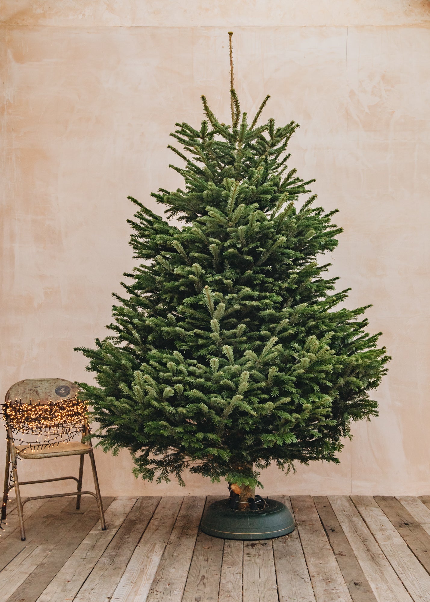 Nordmann Fir Premium Cut Christmas Trees - 4ft to 9ft