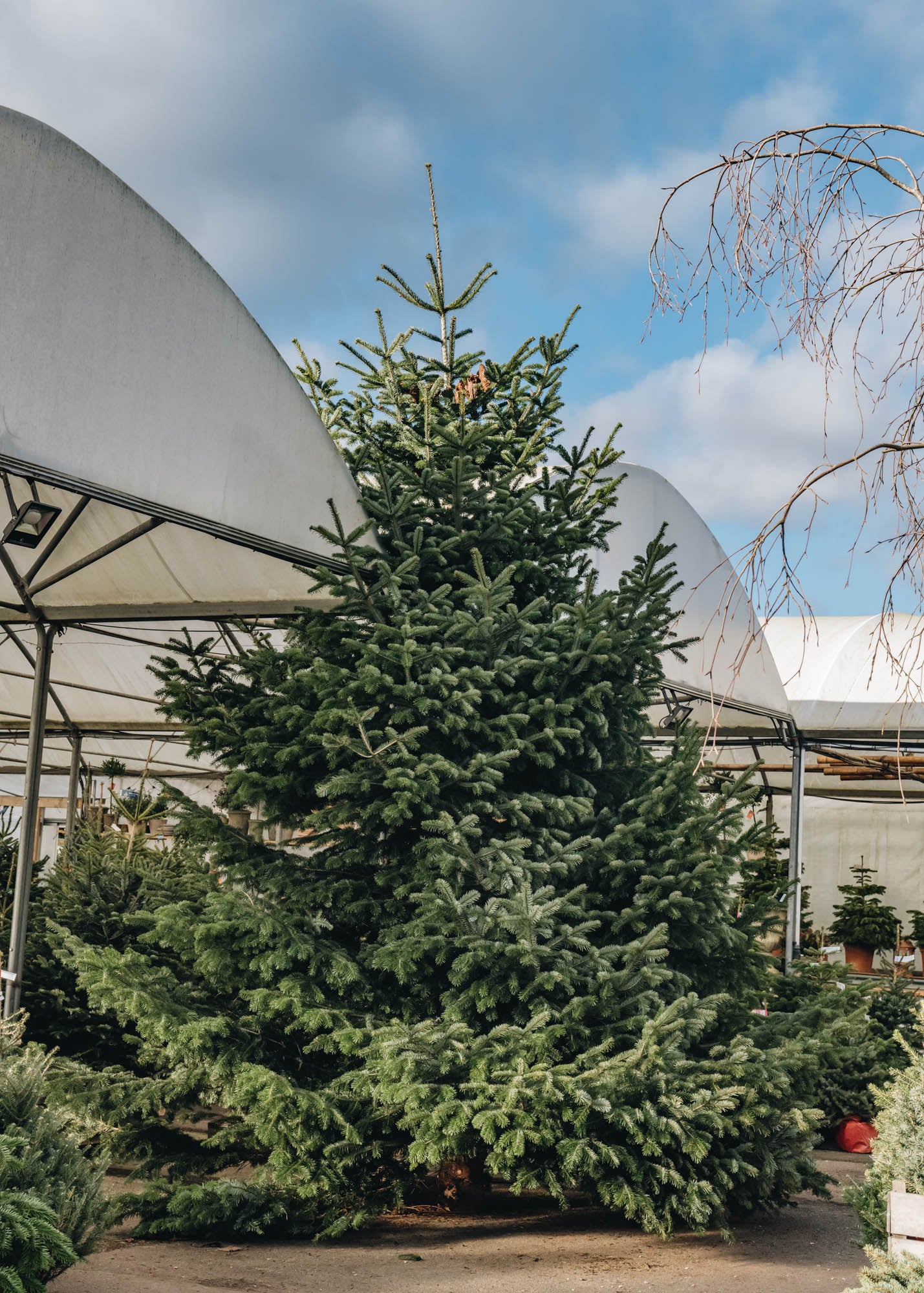 Nordmann Fir Premium Cut Christmas Trees, 18ft+