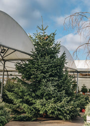 Nordmann Fir Premium Cut Christmas Trees, 18ft+