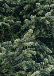 Christmas Trees Nordmann Fir Premium Cut Christmas Trees - 10ft plus