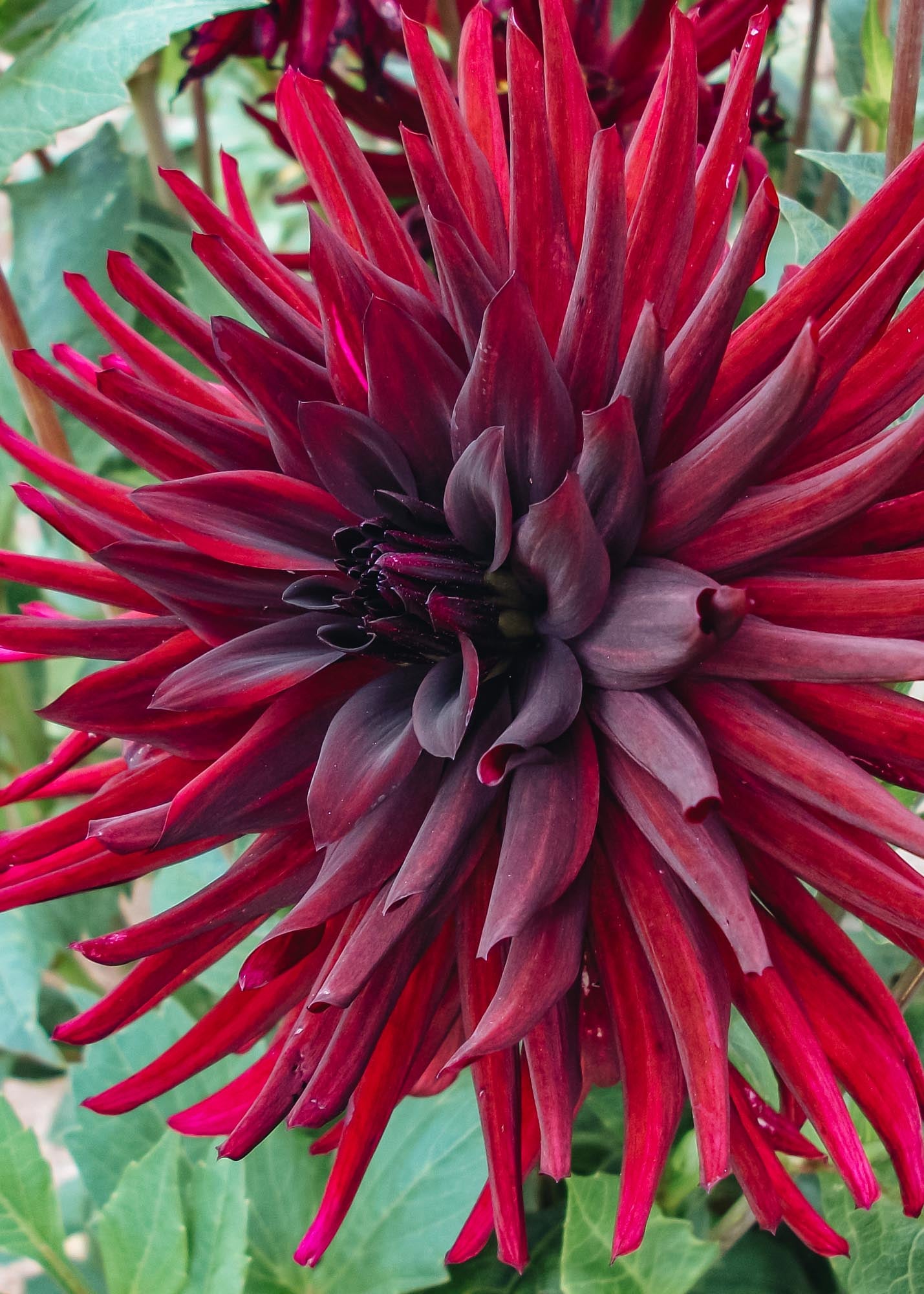 Taylors Bulbs Dahlia 'Nuit d'Ete' Tubers