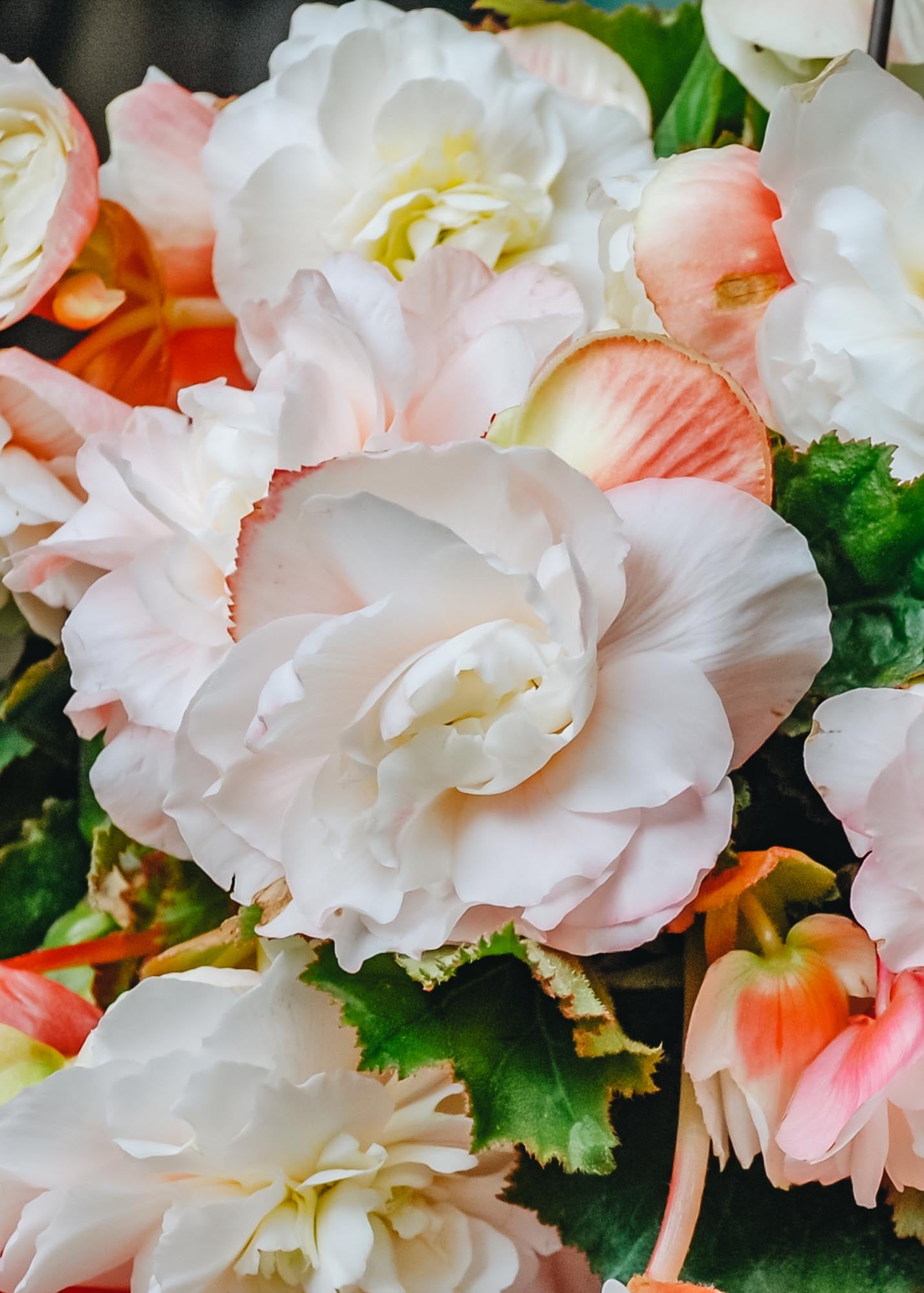 David Austin Roses Begonia 'Odorata Angelique' , pack of 5 tubers