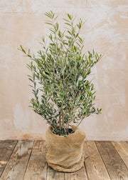 Anemone Olea Europaea 'Frangivento', 10L