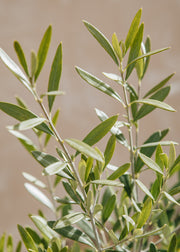 Olive Tree Olea Europea 'Frangivento' Mini Standard, 9L
