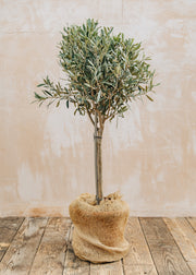 Anemone Olea Europea 'Frangivento' Mini Standard, 9L