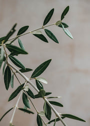 Standard 'Olive Tree' Olea leccino
