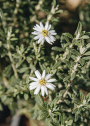 Olearia Olearia phlologopappus 'Spring Bling', 3L