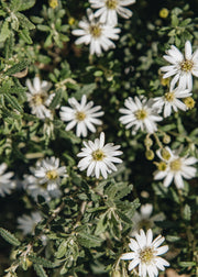 Memento Olearia phlologopappus Spring Bling, 3L