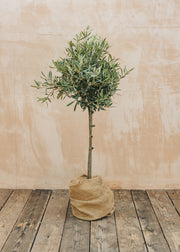 Hydrangea Olea Europea Standard 