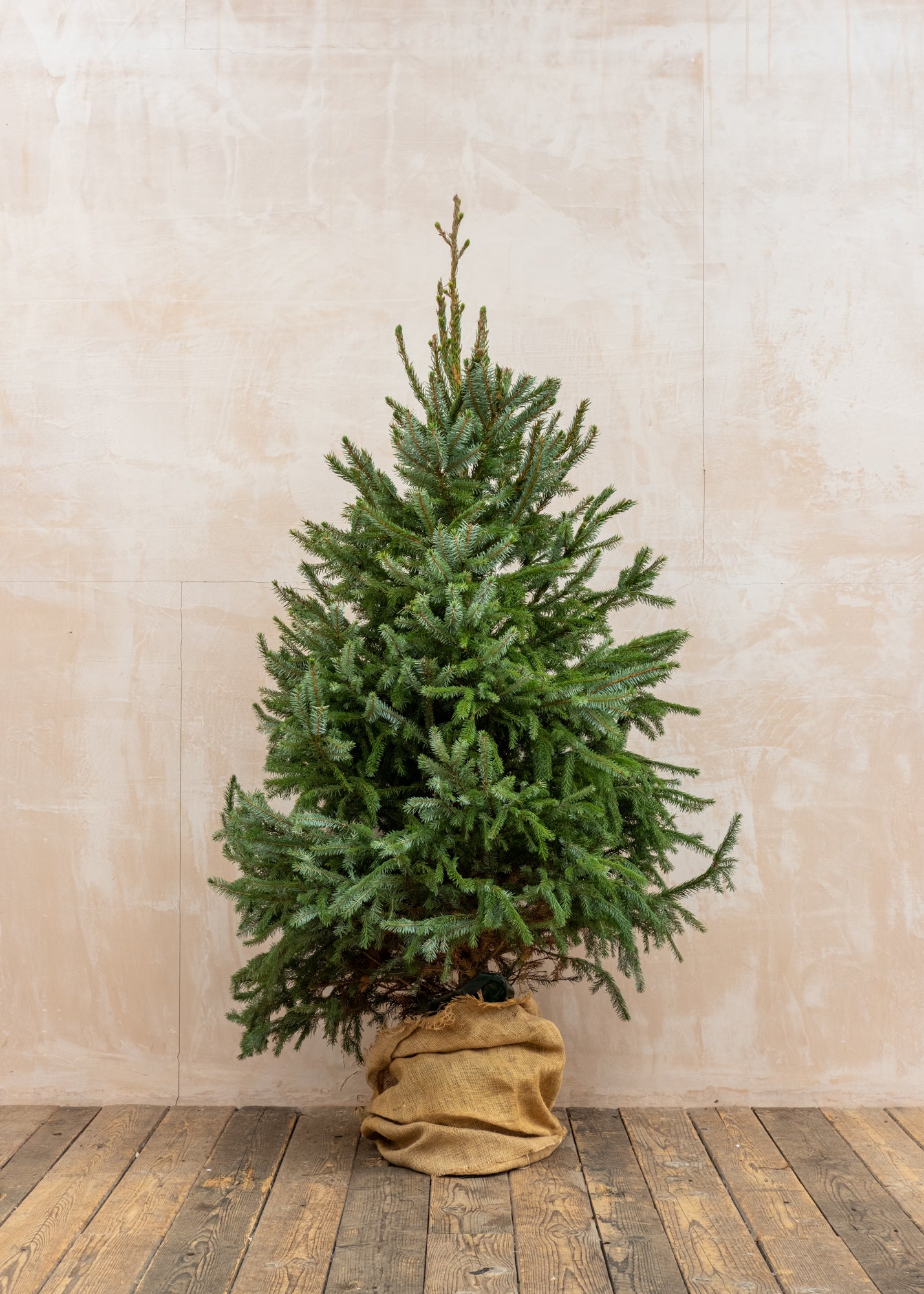 Omorika (Serbian Spruce) Pot Grown Christmas Trees, 3ft-6ft